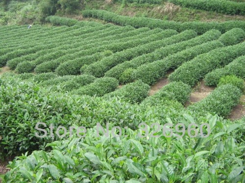 250g hong pao big red - 250g,